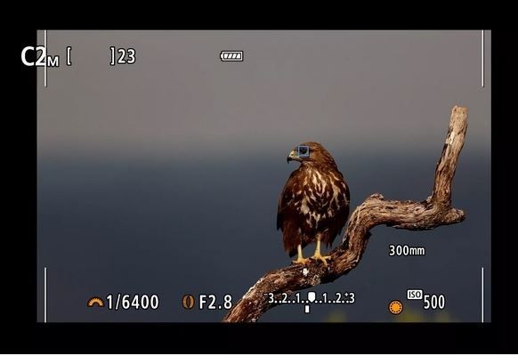 Śledź obiekty, wykorzystując AF oparty na uczeniu głębokim